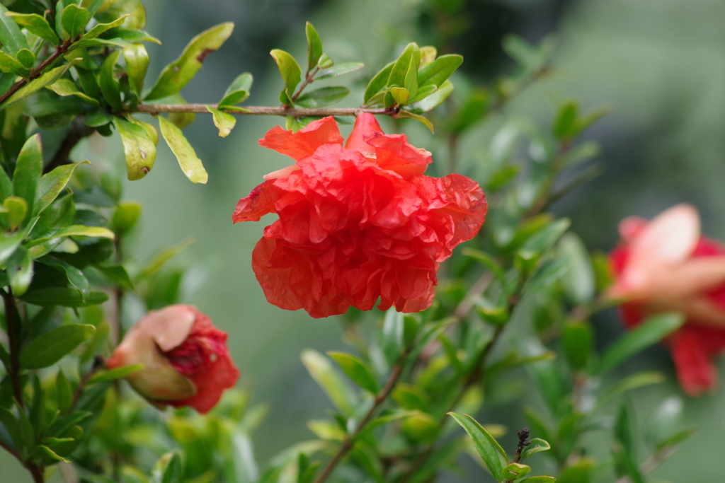 花散歩₋花柘榴