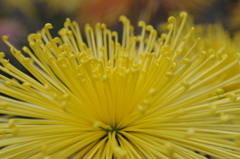 菊花スプラッシユ1