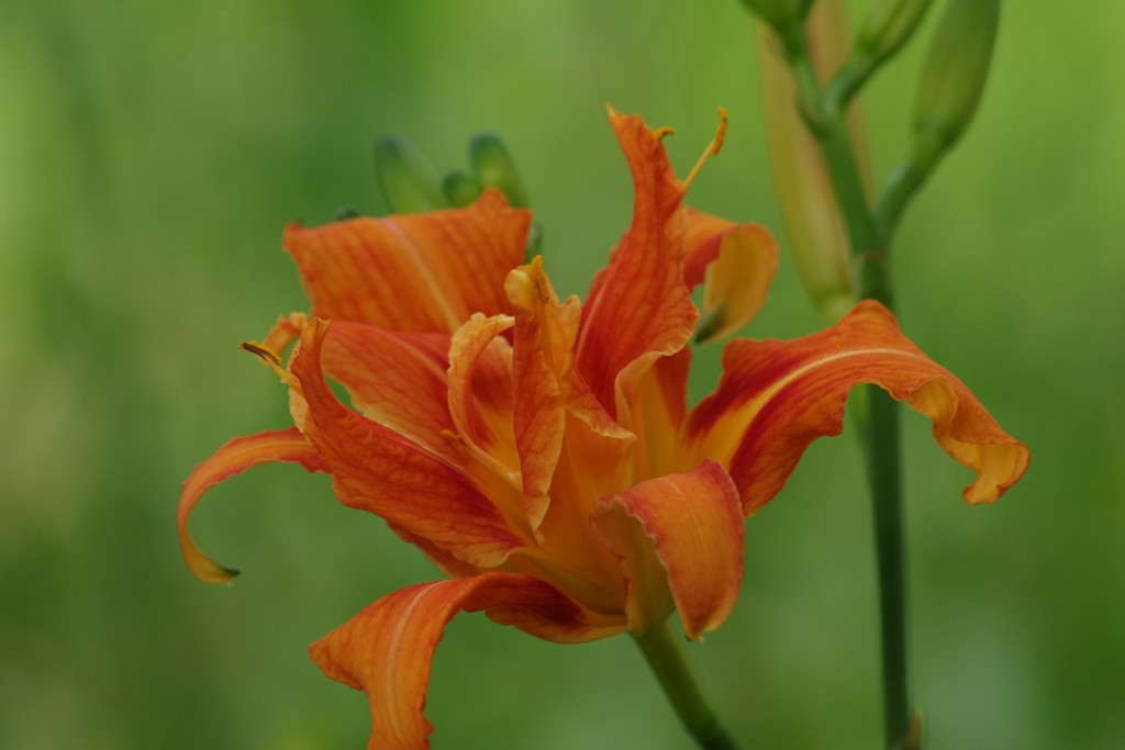 7/28 ヤブカンゾウ