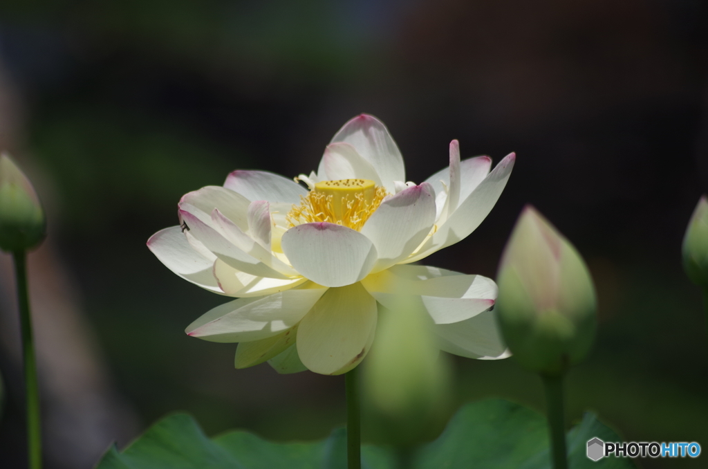 蓮華-4