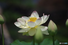 蓮華-4