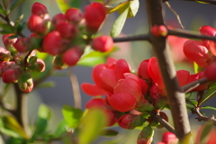 春を待つ心‐木瓜