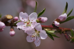 桃の花-6