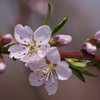 桃の花-6