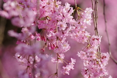 光禅寺の紅枝垂れ桜-3