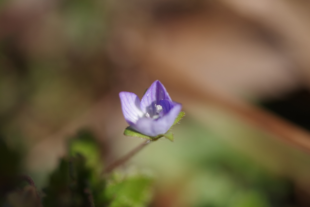 春の花見つけた-2