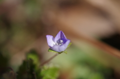 春の花見つけた-2