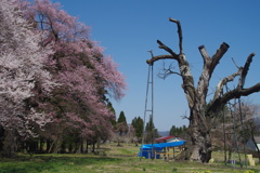 跡継ぎの桜と釜ノ越桜-2