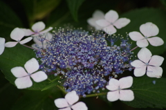 萼紫陽花