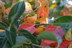 秋の実り‐色づいた葉陰のかくれんぼ