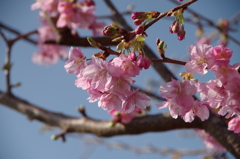 色濃い桜-5