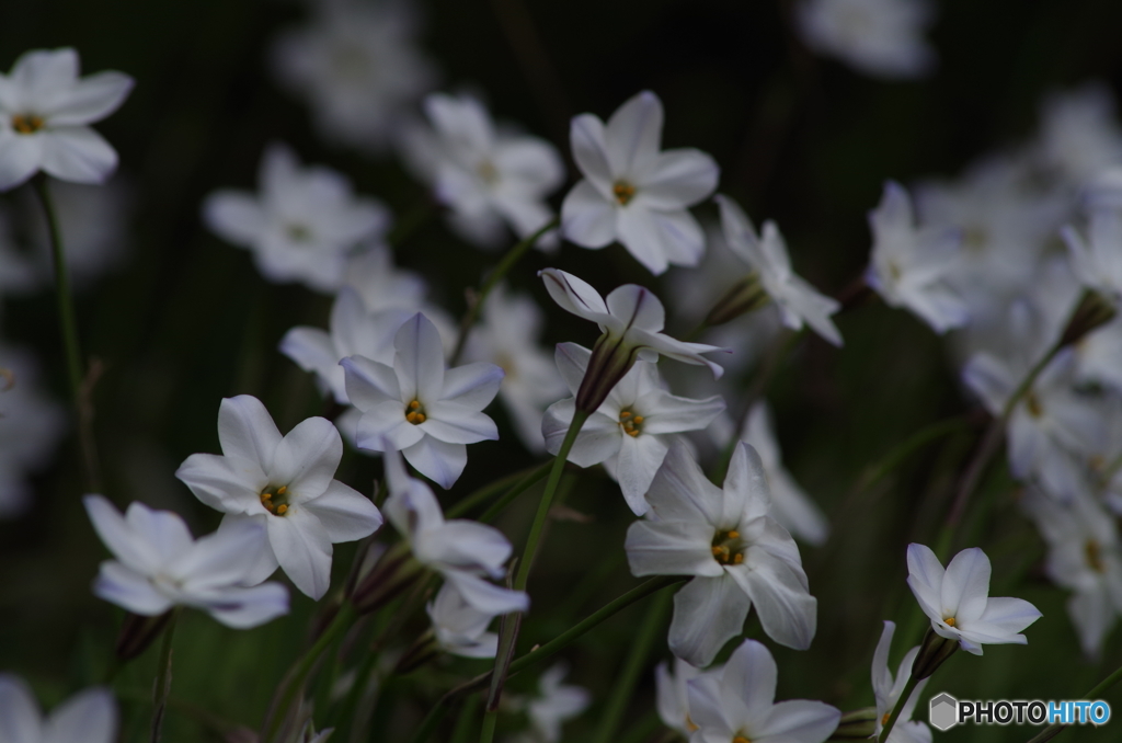 ハナニラの白花はほのかに青し