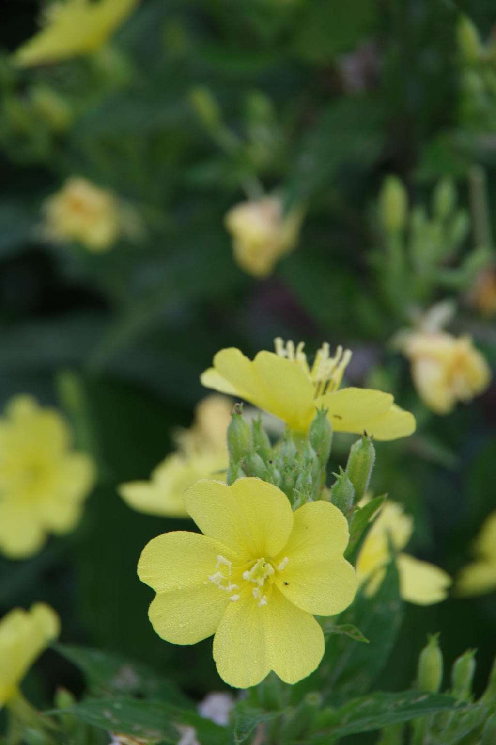 霧の朝・花散歩-オオマツヨイグサ