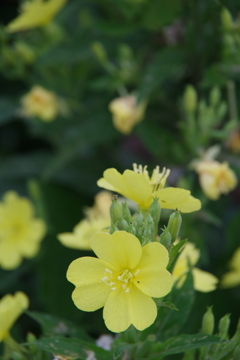 霧の朝・花散歩-オオマツヨイグサ