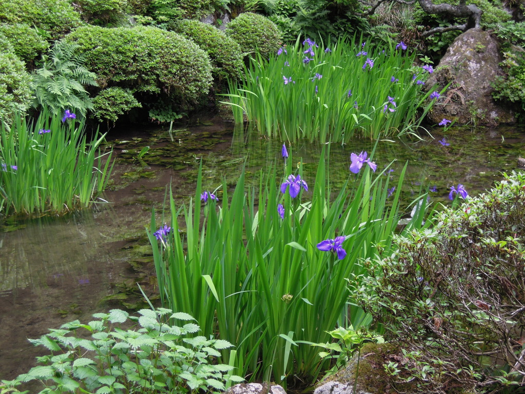 カキツバタの庭園-3