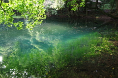 青い池と緑の映り込み-3