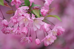 春真っ盛りの花散歩‐花海棠