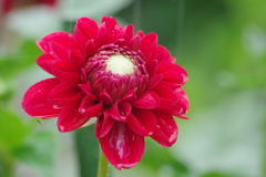 秋田のダリア-18・328