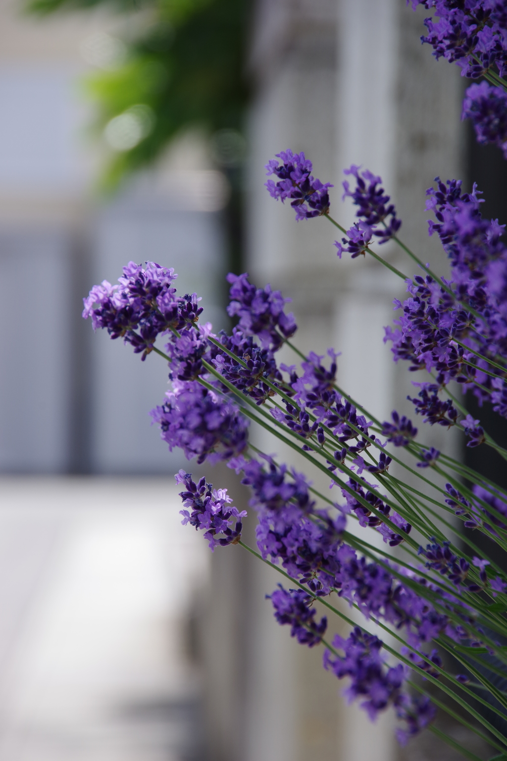 花散歩-ラベンダーがこんにちは