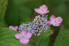 花散歩‐紫陽花18