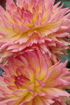 秋田のダリア-18・352