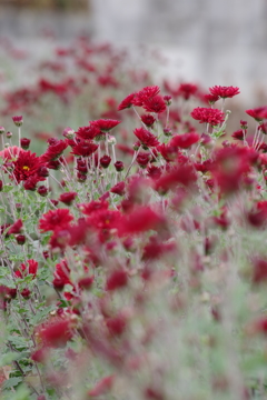 花散歩‐菊