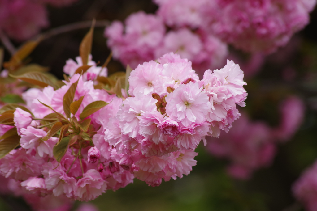 霞城公園の桜-7・関山