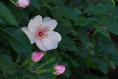 花散歩‐バラ尽くし3