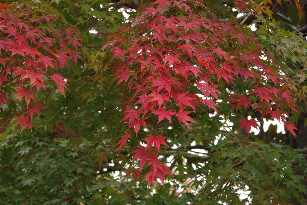 枝先の紅葉