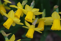 家の周りの春‐ミニ水仙2