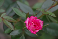 家の周りで-ミニバラ