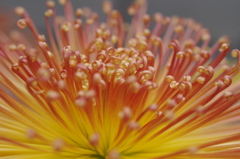 菊花スプラッシユ2