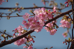 色濃い桜-4