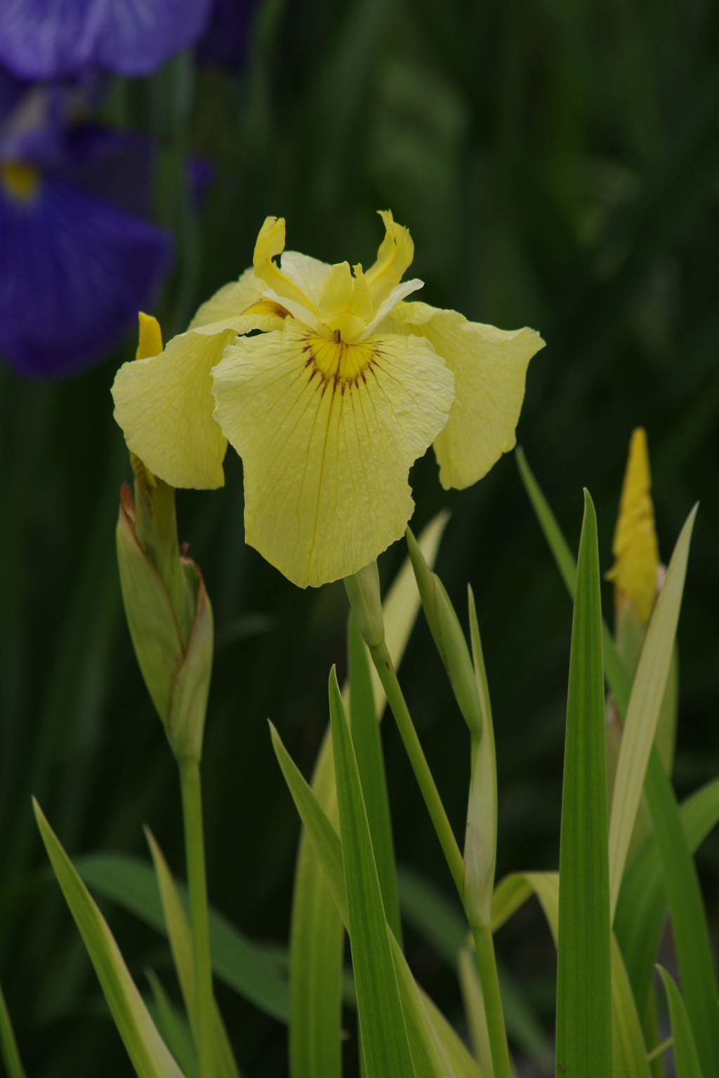 花菖蒲‐愛知の輝き