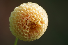 グレンバンクハニカム