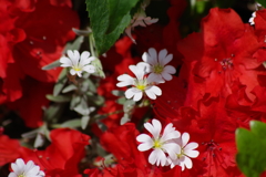 花散歩-紅と白