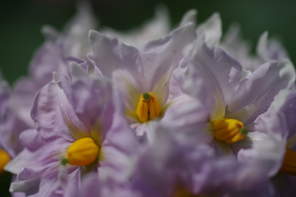 菜園の花‐ジャガイモ