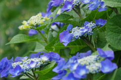 梅雨空に似合う花-紫陽花26