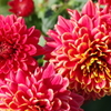 花散歩-小菊の季節5