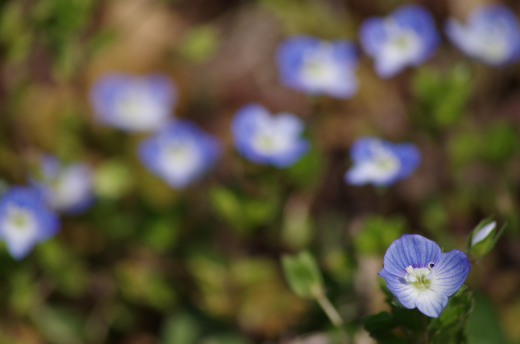 春の青花-1
