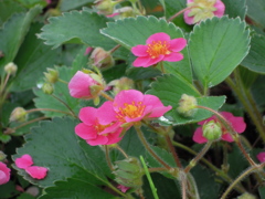 紅いいちごの花