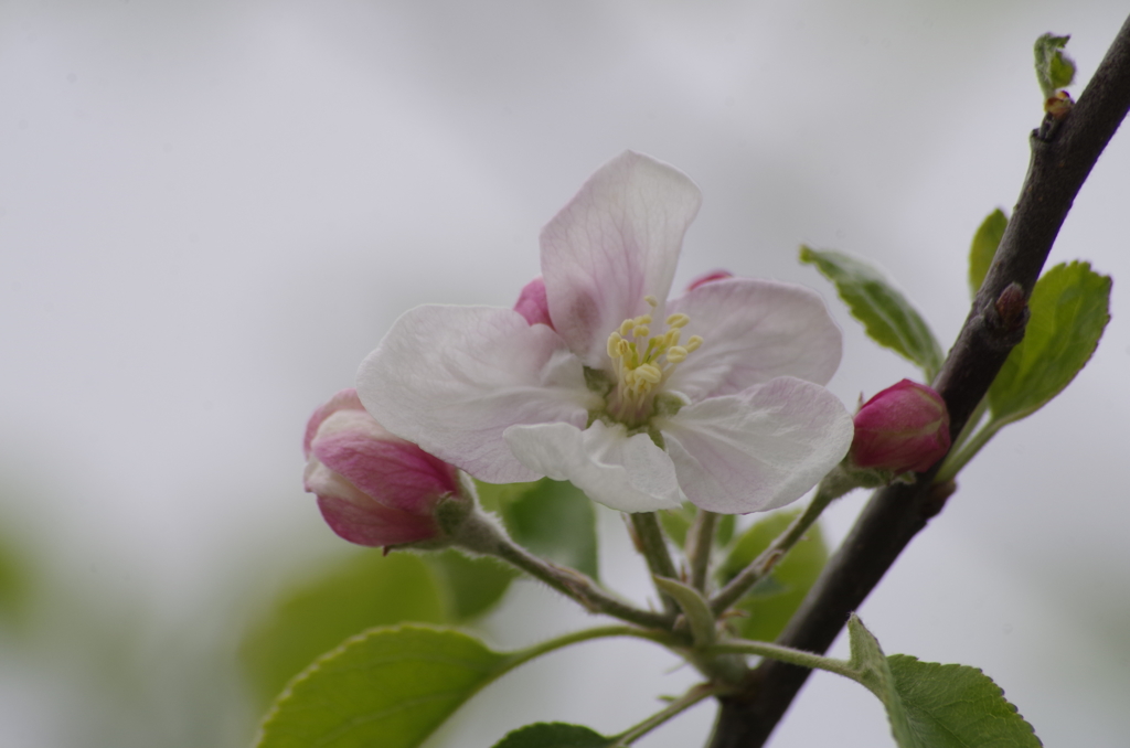 春の忘れ物‐林檎