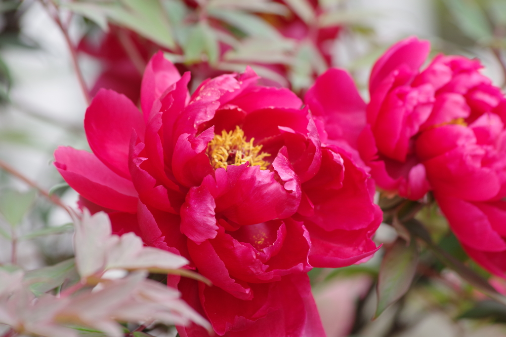 花散歩‐牡丹6