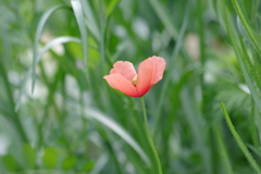 花散歩‐ぽっんとナガミヒナゲシ