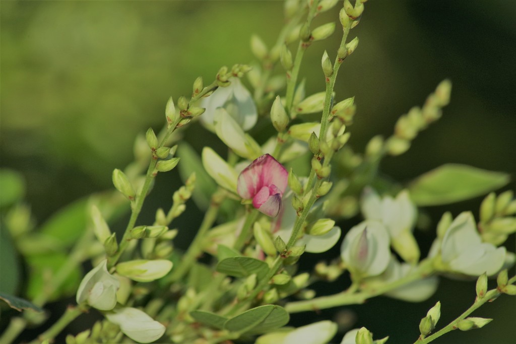 花散歩-白萩にピンクの花