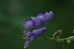 野草園のトリカブト