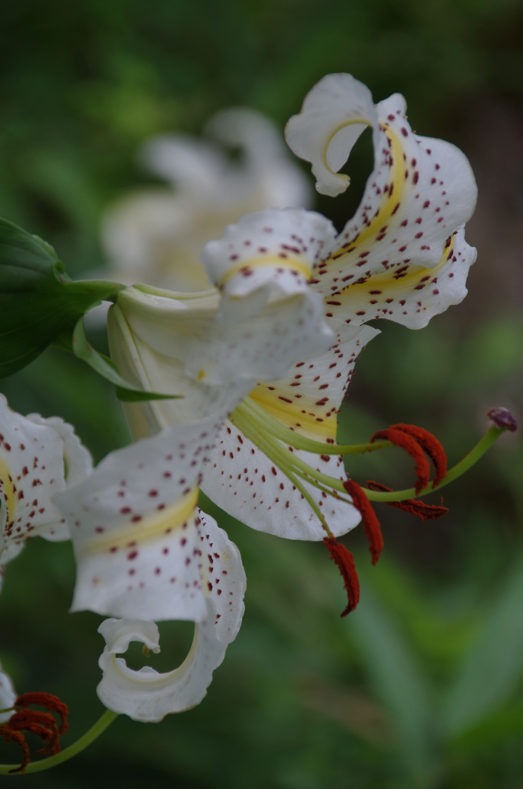 野草園で花散歩‐山百合