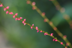 花散歩-水引