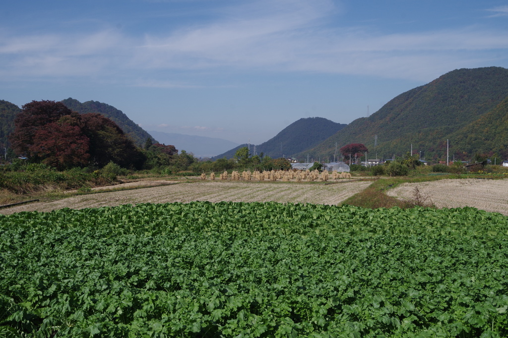 里山の秋2