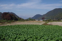 里山の秋2